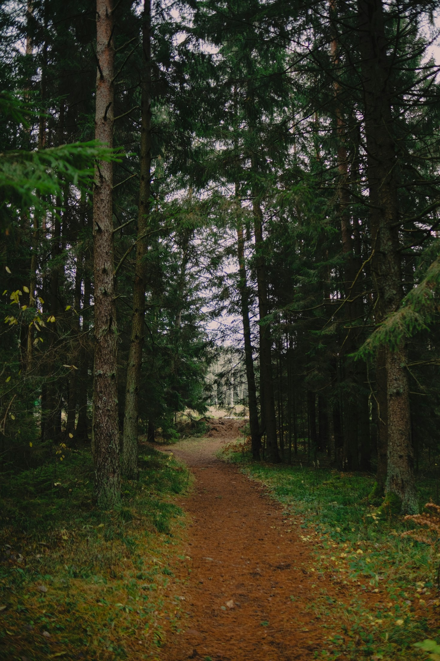 Leśne kąpiele: starożytna praktyka we współczesnym świecie