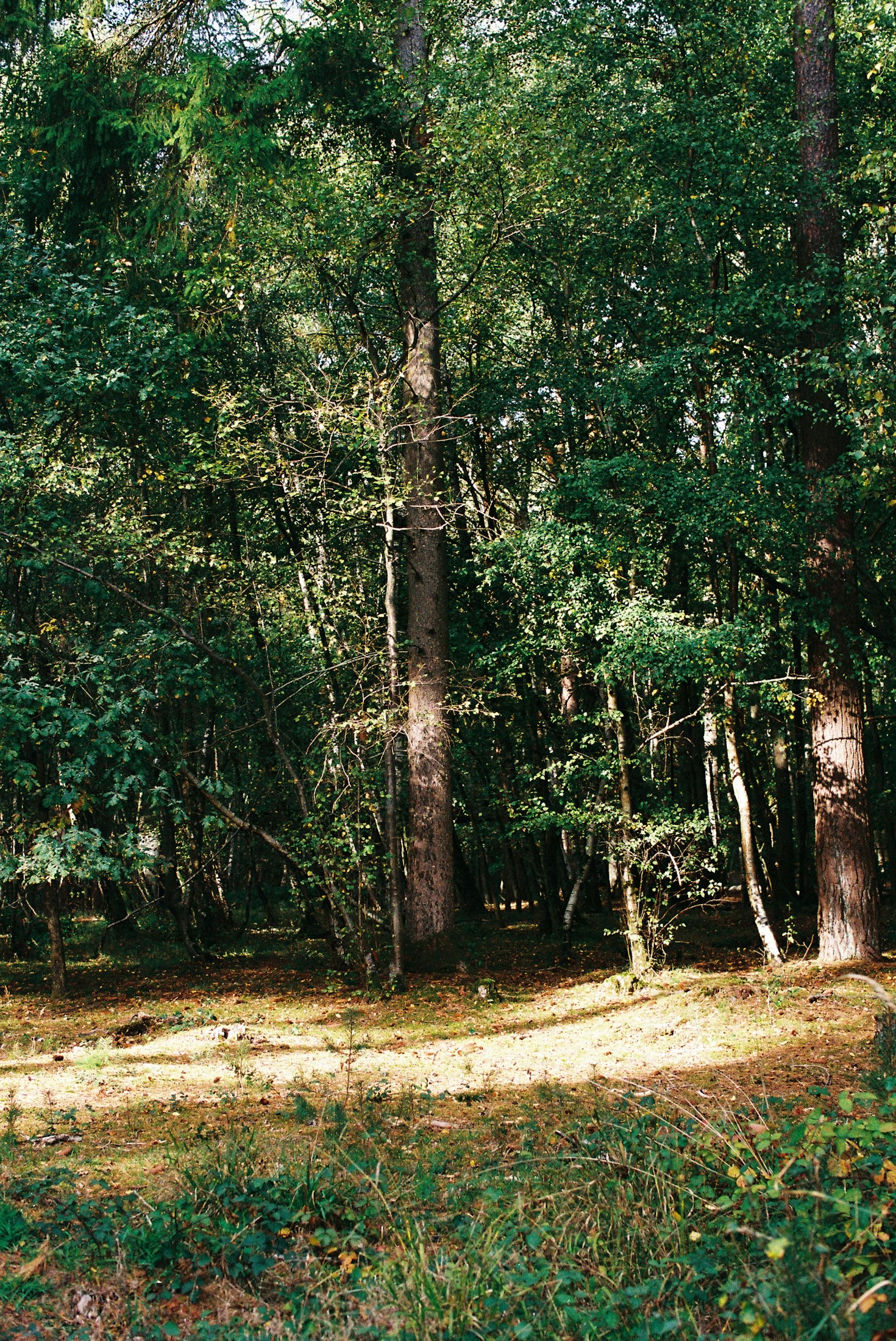 Przewodnik po mindfulness w otoczeniu natury